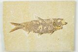 4.1" Detailed Fossil Fish (Knightia) - Wyoming - #201535-1